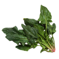 Spinach